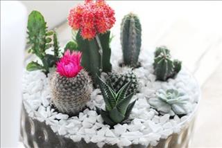 Tử vi Chủ nhật ngày 14/1/2018 của 12 con giáp