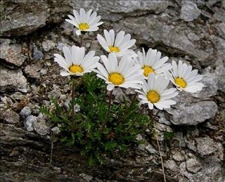 Tử vi Thứ 5 ngày 11/1/2018 của 12 con giáp