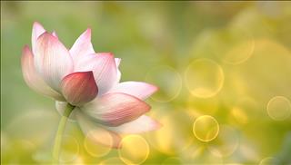 Tử vi tuần mới từ 15 – 21/1/2018 của 12 con giáp