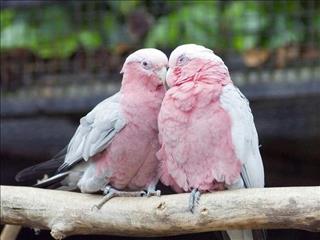 Tử vi Thứ 5 ngày 18/1/2018 của 12 con giáp