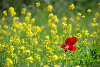 Tử vi thứ 2 ngày 15/10/2018 của 12 con giáp: Tuất bất lực, Sửu tỉnh táo