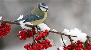 Vận mệnh người sinh vào tiết Lập Đông tốt hay xấu, giàu hay nghèo?