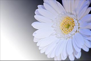 Tử vi thứ 4 ngày 31/10/2018 của 12 con giáp: Dần xui xẻo, Thìn tài lộc tới