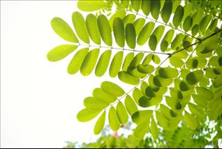 Tử vi thứ 4 ngày 10/10/2018 của 12 con giáp: Tý gặp quý nhân, Ngọ mất kiểm soát