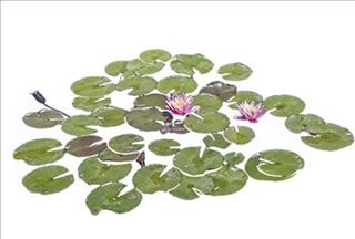 Tử vi Thứ 7 ngày 13/10/2018 của 12 con giáp: Dần chớ liều lĩnh, Thìn hay căng thẳng