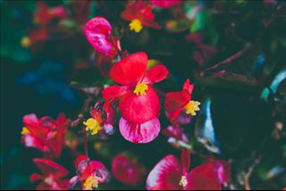 Tử vi thứ 3 ngày 13/11/2018 của 12 cung hoàng đạo: Xử Nữ khắt khe, Nhân Mã tự hại mình