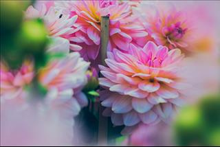 Tử vi tuần mới từ 19 – 25/11/10/2018 của 12 con giáp: Tý đón tình yêu, Dần dễ bị lừa gạt