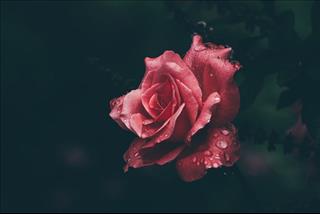 Tử vi Chủ nhật ngày 11/11/2018 của 12 con giáp: Mùi phát đạt, Ngọ hài hòa