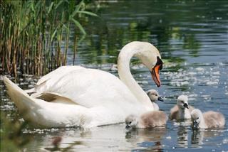Tử vi Thứ 2 ngày 5/11/2018 của 12 cung hoàng đạo: Hổ Cáp ốm yếu, Bảo Bình xuất sắc