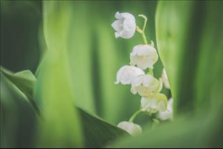 Tử vi thứ 5 ngày 29/11/2018 của 12 cung hoàng đạo: Sư Tử sai lầm, Hổ Cáp mâu thuẫn