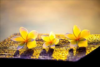 Đi tìm lời giải đáp: Tại sao người tốt lại chết sớm?