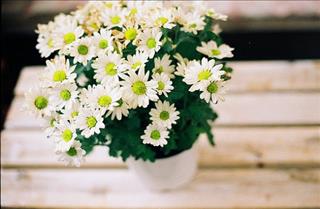 Tử vi tuần mới từ 12 – 18/11/2018 của 12 con giáp: Tý đào hoa, Thân tài lộc vượng