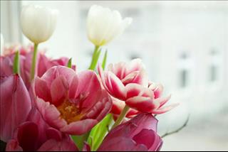 Tử vi thứ 2 ngày 12/11/2018 của 12 con giáp: Sửu mất tiền, Mão lận đận tình duyên