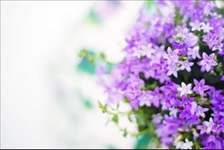 Tử vi Chủ nhật ngày 16/12/2018 của 12 con giáp: Dần tiền đầy túi, Tuất hóa giải hiểu lầm