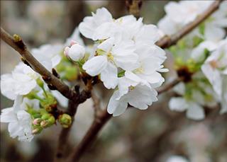 Tử vi thứ 6 ngày 21/12/2018 của 12 con giáp: Sửu chiến thắng, Mão có động lực