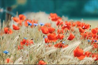 Tử vi thứ 5 ngày 20/12/2018 của 12 cung hoàng đạo: Thiên Bình tích cực, Hổ Cáp nổi loạn