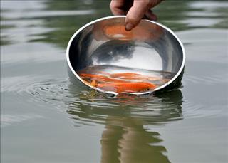 Lễ cúng ông Công ông Táo cần mấy con cá chép?