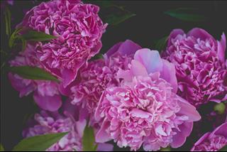 Tử vi thứ 2 ngày 31/12/2018 của 12 con giáp: Sửu đón tình yêu, Thìn quý nhân đến