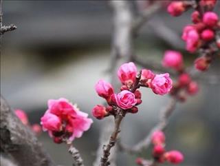 Tử vi Thứ 5 ngày 22/2/2018 của 12 con giáp