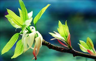 Cẩn thận hái lộc đầu năm rước vong vào nhà vì thiếu hiểu biết