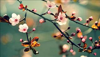 Tử vi thứ 6 ngày 2/3/2018 của 12 con giáp