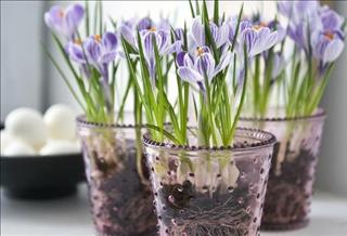 Tử vi Thứ 5 ngày 1/3/2018 của 12 con giáp