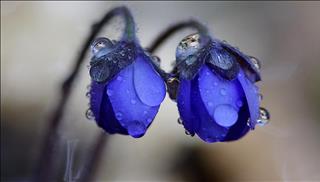 Tử vi thứ 7 ngày 24/2/2018 của 12 con giáp