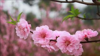 Cắm đào chuẩn phong thủy ngày Tết, nhà vừa đẹp vừa lắm tiền tài lộc lá suốt 365 ngày