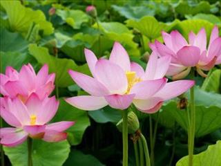 Tử vi Thứ 5 ngày 22/3/2018 của 12 con giáp