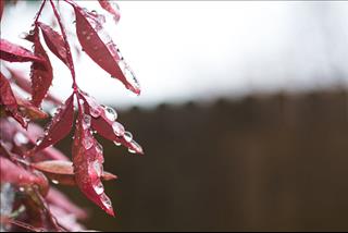 Tử vi tuần mới từ 2 – 8/4/2018 của 12 con giáp