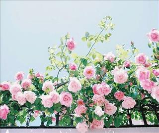 Tử vi thứ 3 ngày 13/3/2018 của 12 con giáp