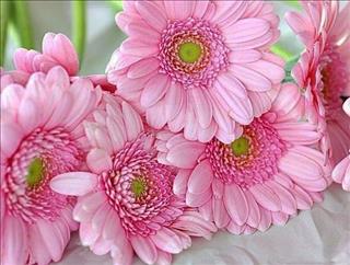 Tử vi Thứ 5 ngày 19/4/2018 của 12 con giáp