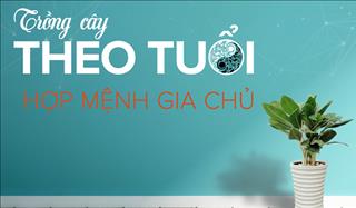 Khéo lựa cây phong thủy hợp tuổi, tài lộc phất như diều gặp gió