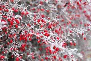 Tử vi tuần mới từ 9 – 15/4/2018 của 12 con giáp