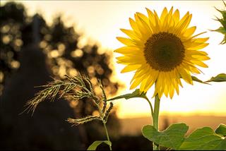 Tử vi thứ 2 ngày 9/4/2018 của 12 con giáp