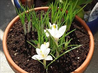 Phân biệt ngải, bùa chú và nuôi vong và cách để hóa giải tối ưu nhất