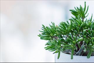 Tử vi Chủ nhật ngày 10/6/2018 của 12 con giáp