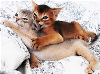 Tử vi Thứ 3 ngày 15/5/2018 của 12 con giáp