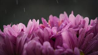 Tử vi thứ 5 ngày 21/6/2018 của 12 cung hoàng đạo