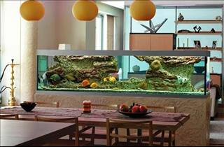 Mệnh Mộc nuôi cá gì để thần may mắn thường xuyên ghé thăm