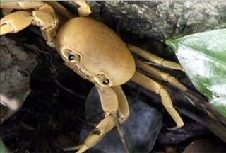 Những câu chuyện tâm linh về Tràng An: Rắn có mào, xác chết 6 năm không rữa