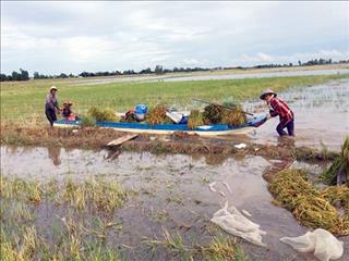 Dự báo thời tiết ngày mai 1/8: Nam Bộ đề phòng nước lũ dâng