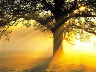 Dự báo thời tiết hôm nay 9/8: Bắc Bộ mưa rào, Nam Biển Đông mưa dông mạnh