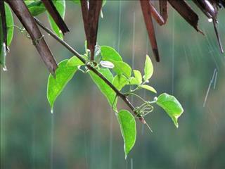 Dự báo thời tiết 5 ngày tới 12/9 – 16/9: Hà Nội có mưa to đến rất to