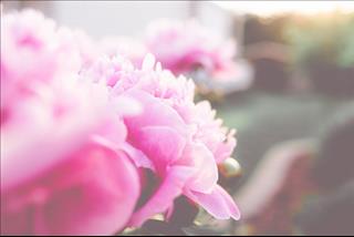 Tử vi thứ 2 ngày 17/9/2018 của 12 con giáp: Tuất bất an, Dần nhiều người theo đuổi