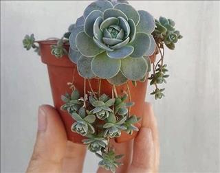 Tử vi Thứ 6 ngày 21/9/2018 của 12 cung hoàng đạo: Thiên Bình phải tự lực, Nhân Mã thiếu thực tế