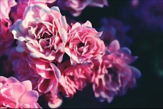 Tử vi thứ 6 ngày 28/9/2018 của 12 con giáp: Dần thiếu tập trung, Mùi gặp tiểu nhân