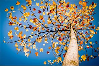 Tử vi thứ 3 ngày 25/9/2018 của 12 cung hoàng đạo: Kim Ngưu may mắn, Cự Giải cần cố gắng hơn