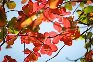 Dự báo thời tiết hôm nay 26/9: Sài Gòn mưa dông