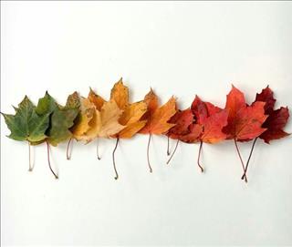 Tử vi Thứ 5 ngày 4/10/2018 của 12 con giáp: Tý lắm tiền nhiều của, Thìn buồn tủi